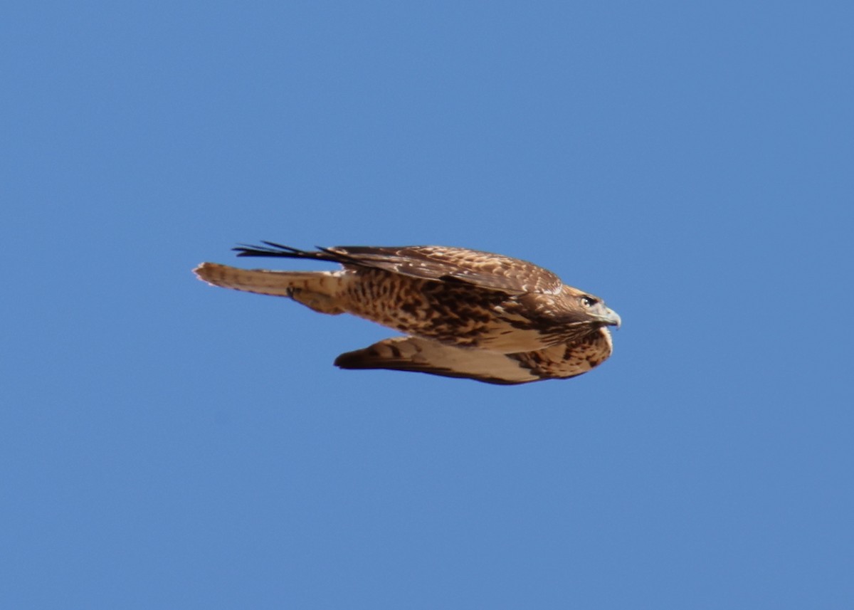 Red-tailed Hawk - ML618337131