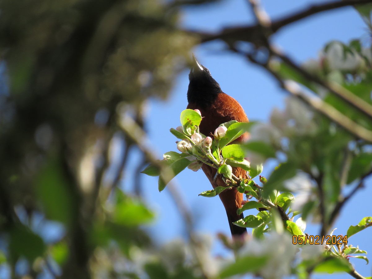Orchard Oriole - ML618337155