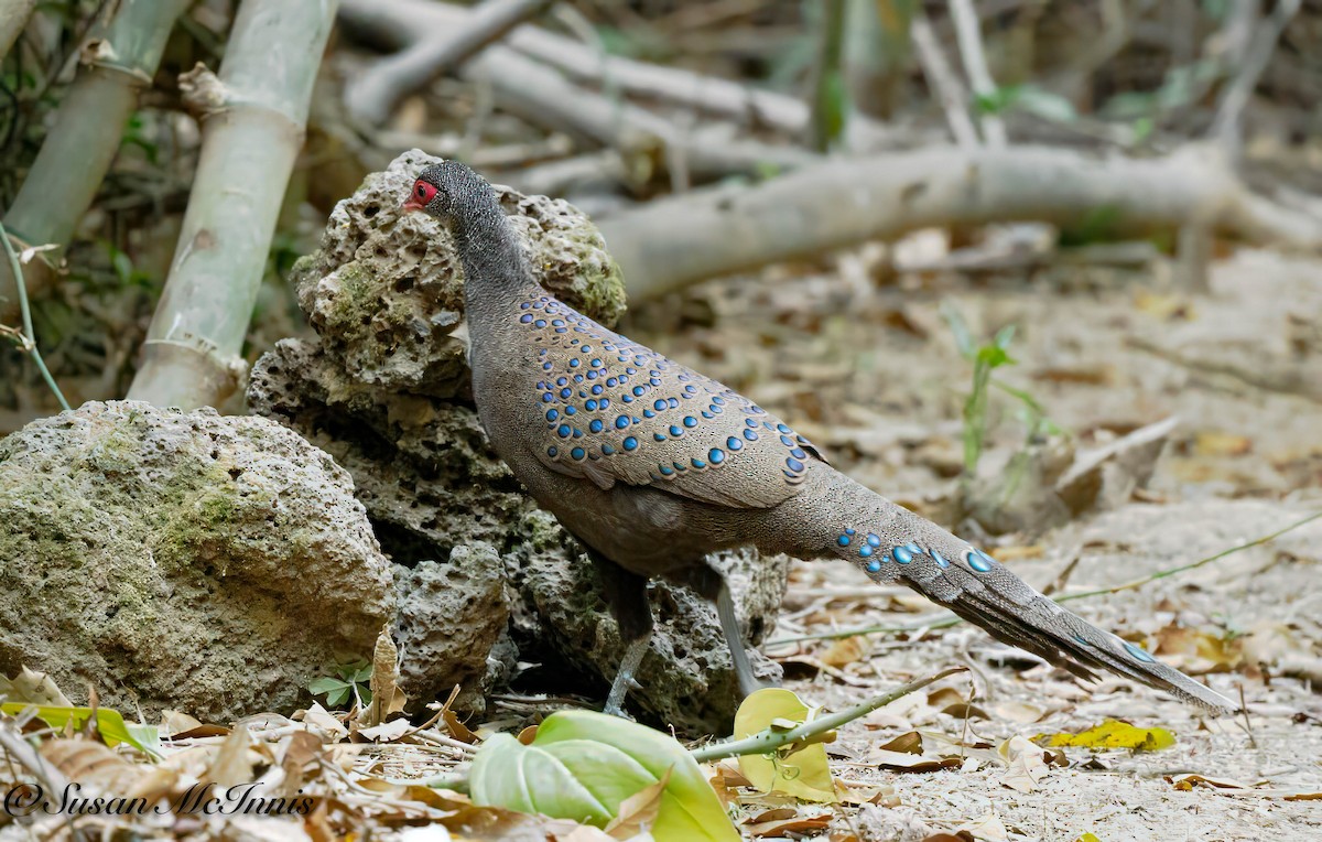 Germain's Peacock-Pheasant - ML618337165