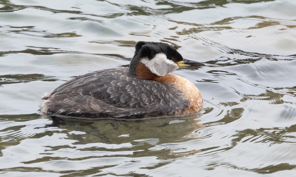 Red-necked Grebe - ML618337188