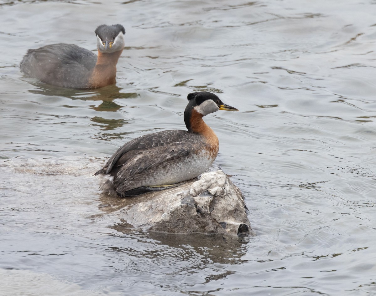 Red-necked Grebe - ML618337189