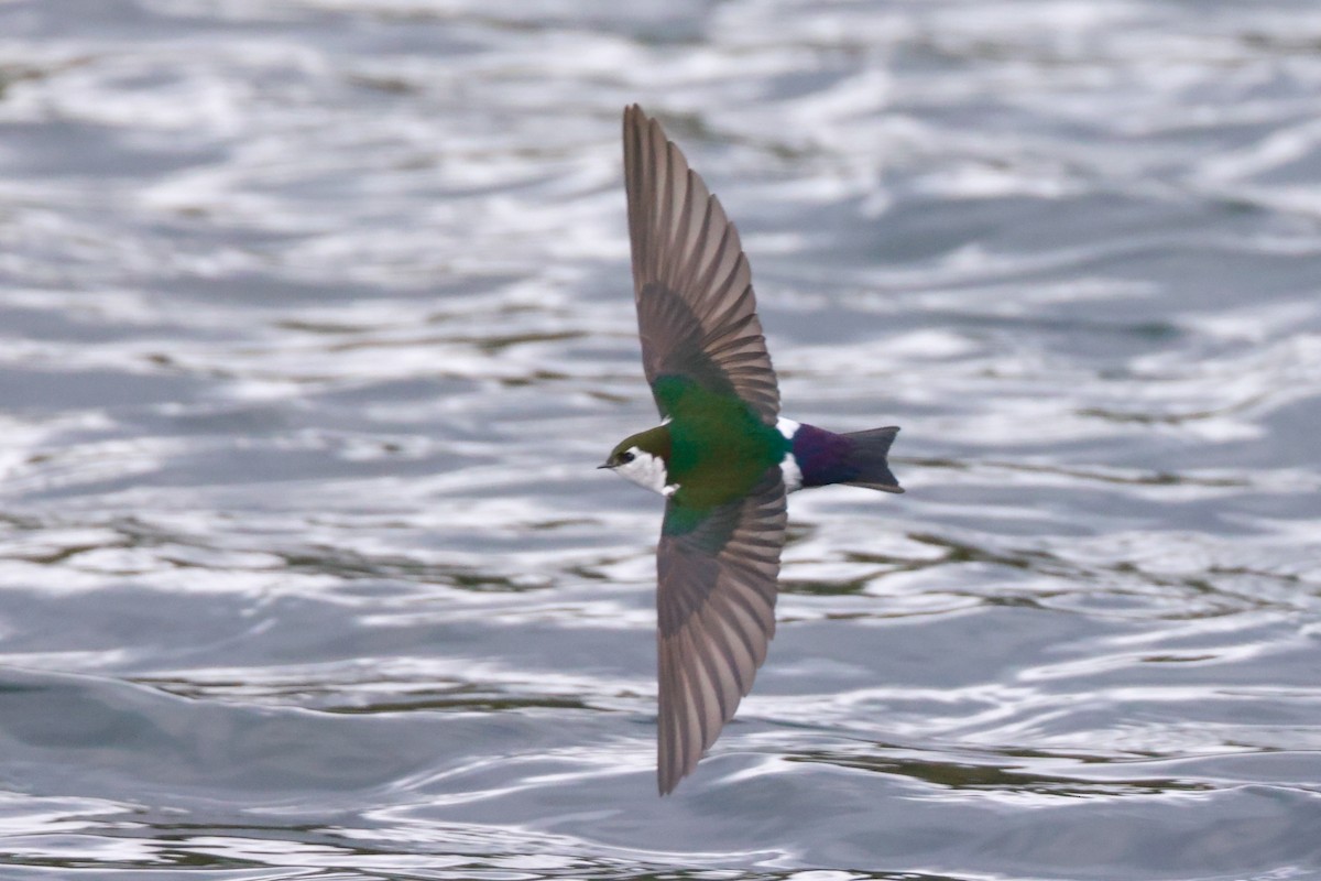 Violet-green Swallow - ML618337203