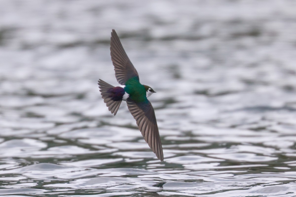Violet-green Swallow - ML618337209