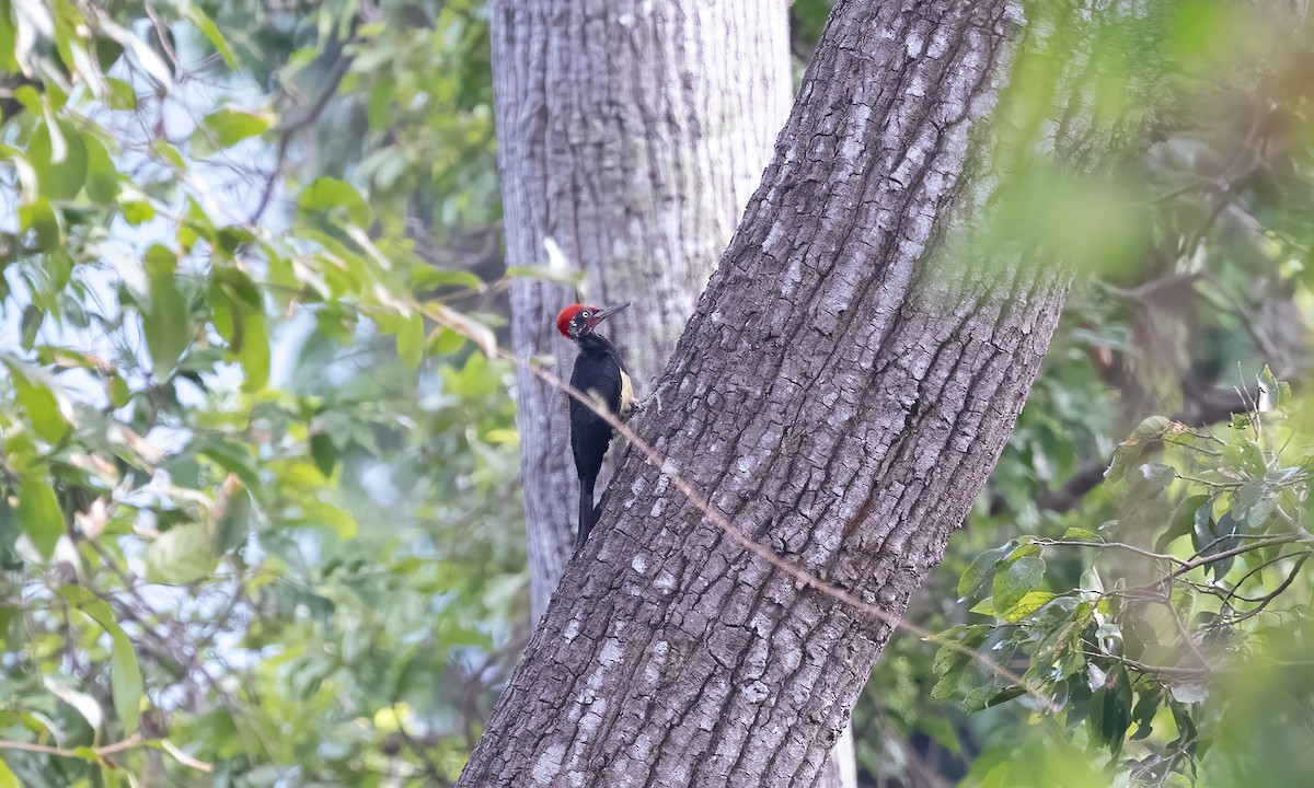 White-bellied Woodpecker - ML618337247