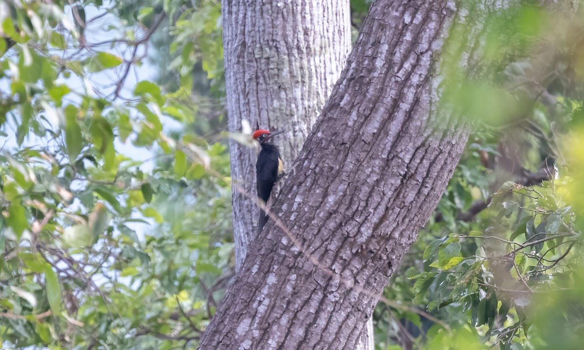 White-bellied Woodpecker - ML618337248
