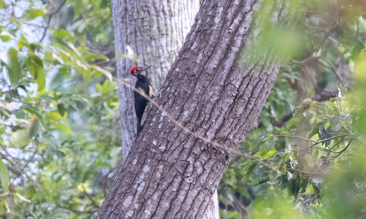 White-bellied Woodpecker - Paul Fenwick
