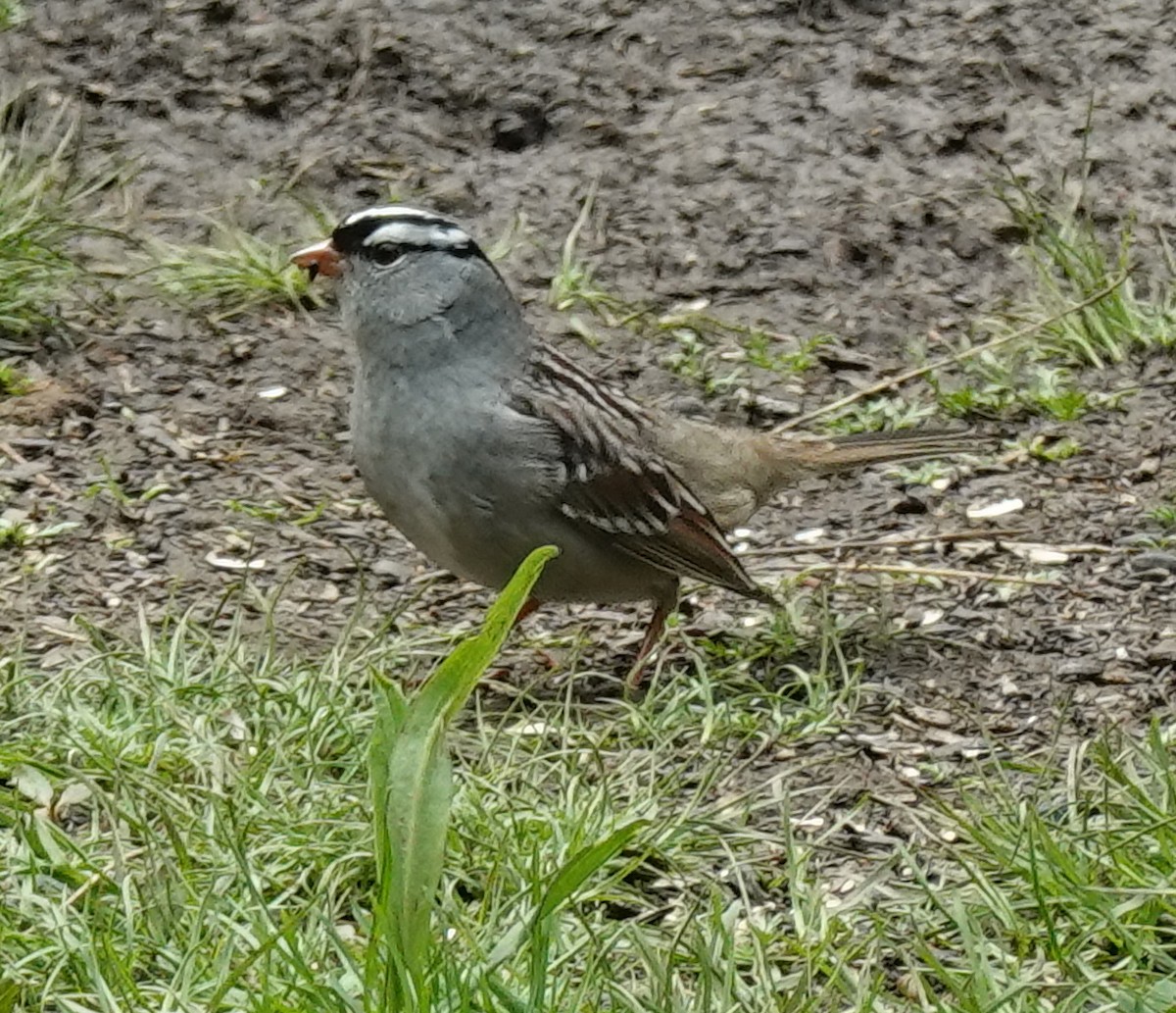 White-crowned Sparrow - ML618337265