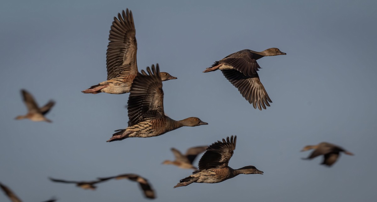 Plumed Whistling-Duck - Philip Griffin
