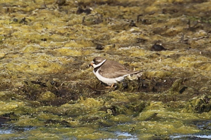 Semipalmated Plover - Keith Gress
