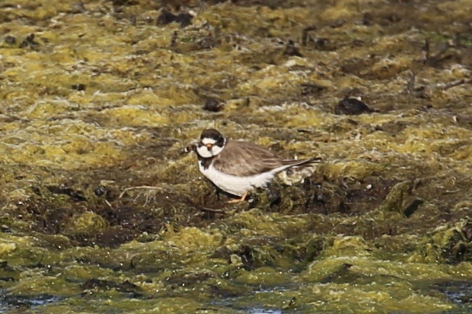 Semipalmated Plover - ML618337282