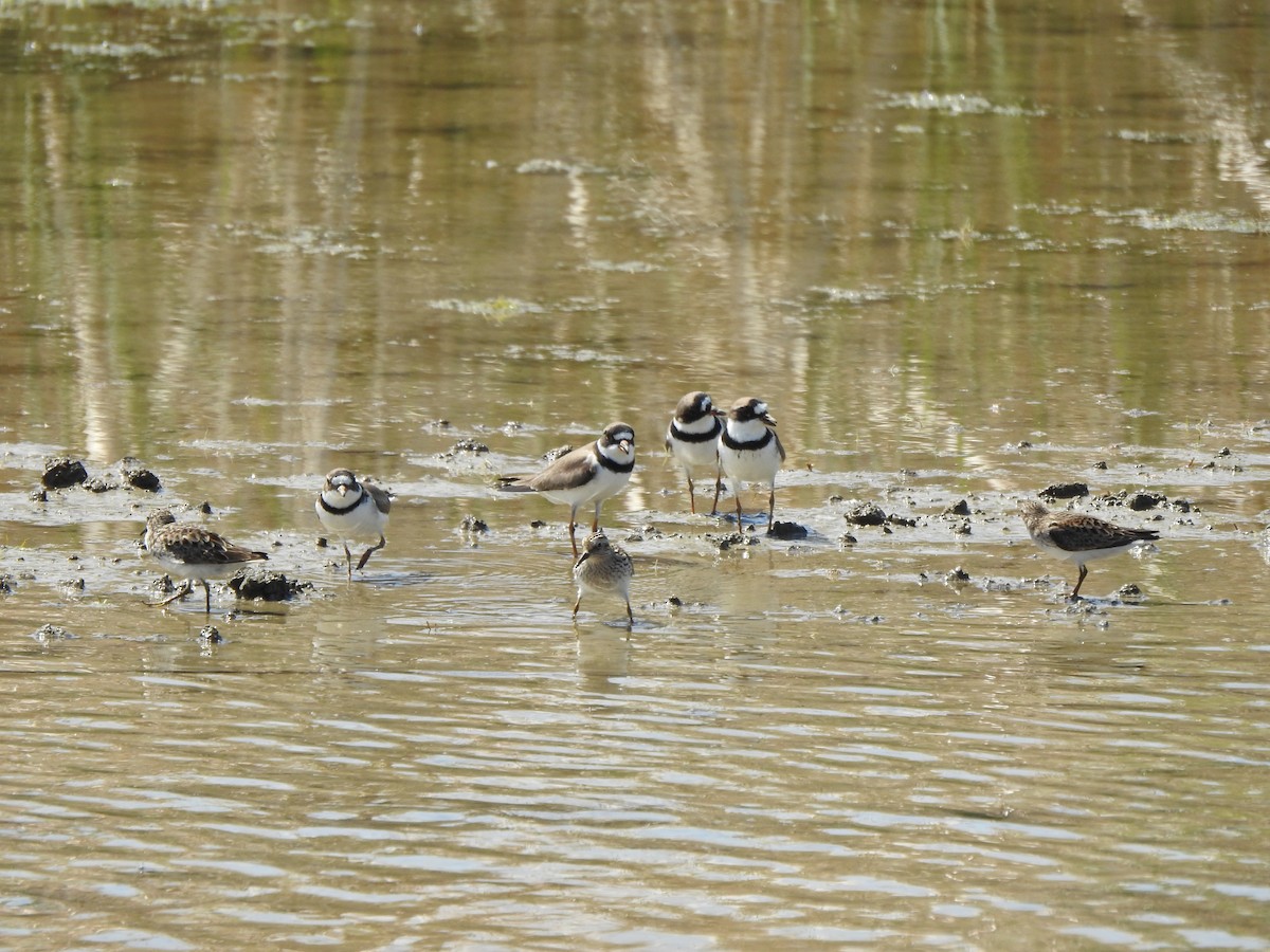 Semipalmated Plover - ML618337291