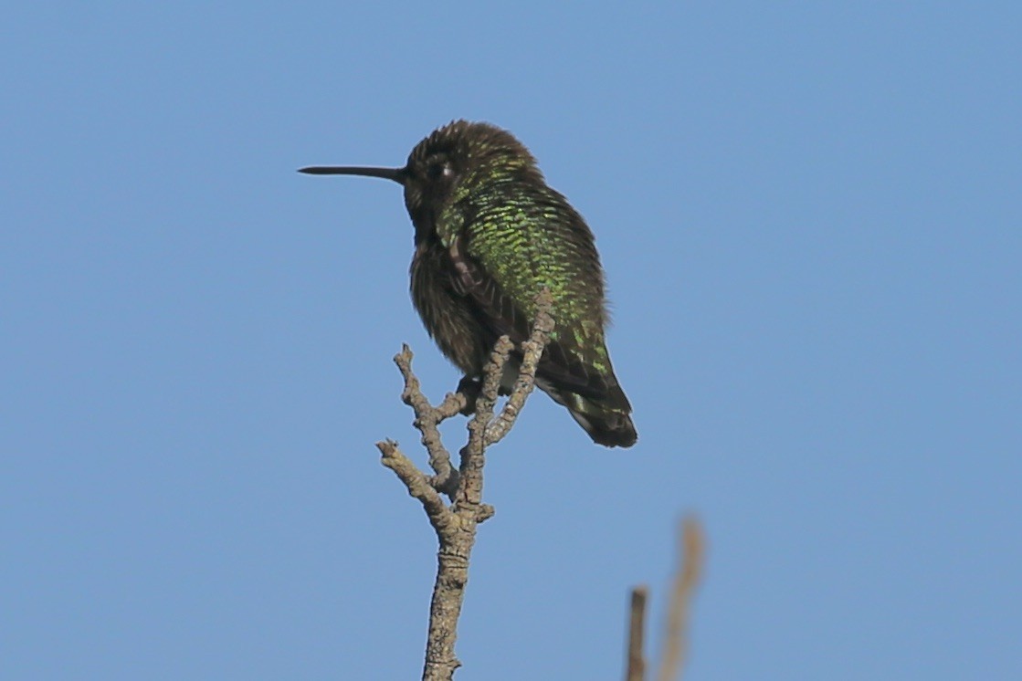 Anna's Hummingbird - ML618337331