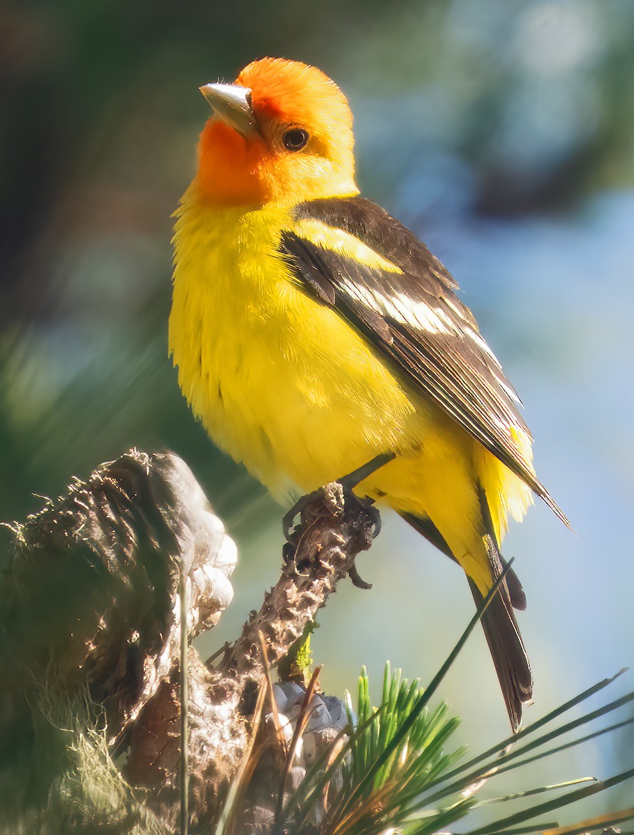 Western Tanager - ML618337344