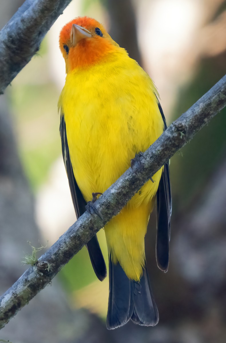 Western Tanager - ML618337345