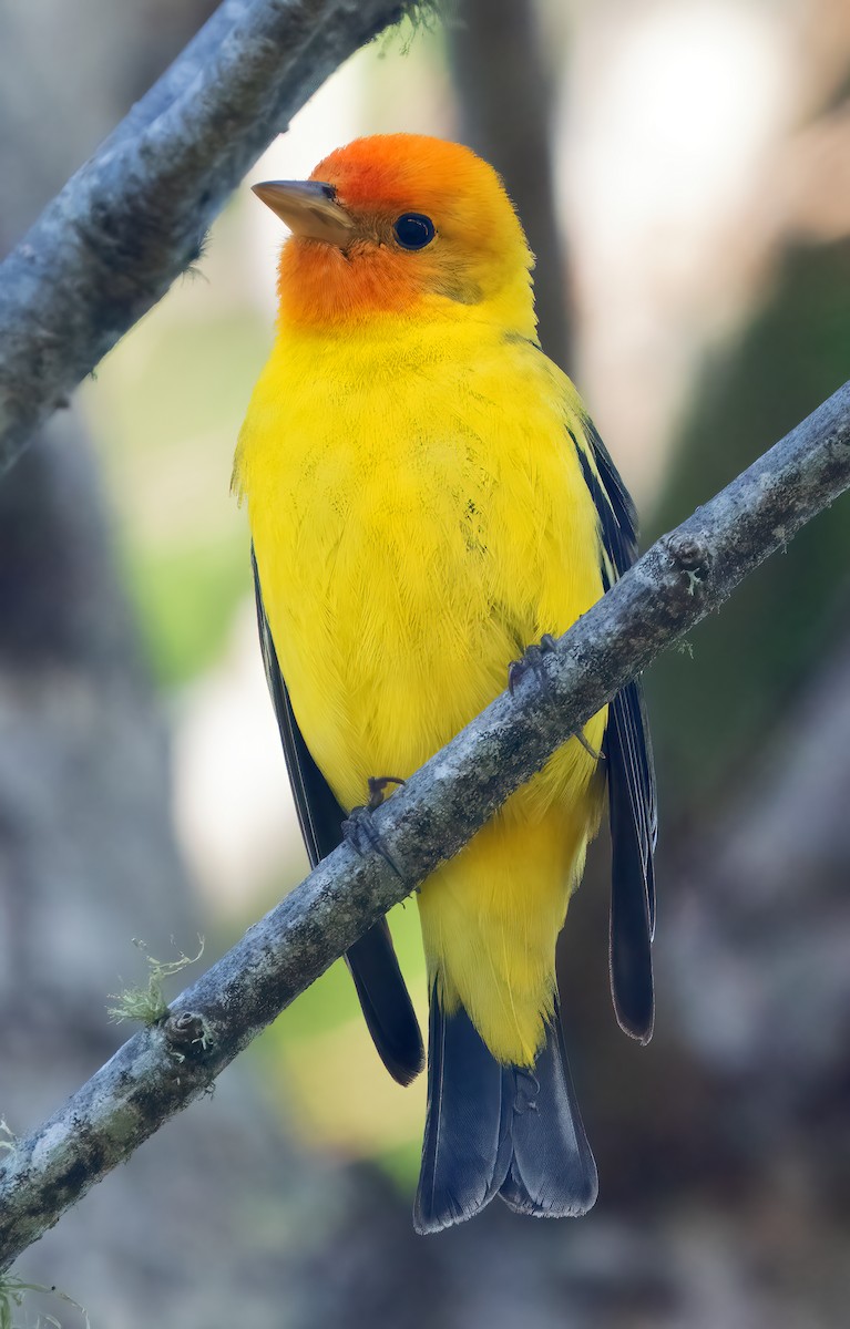 Western Tanager - ML618337346