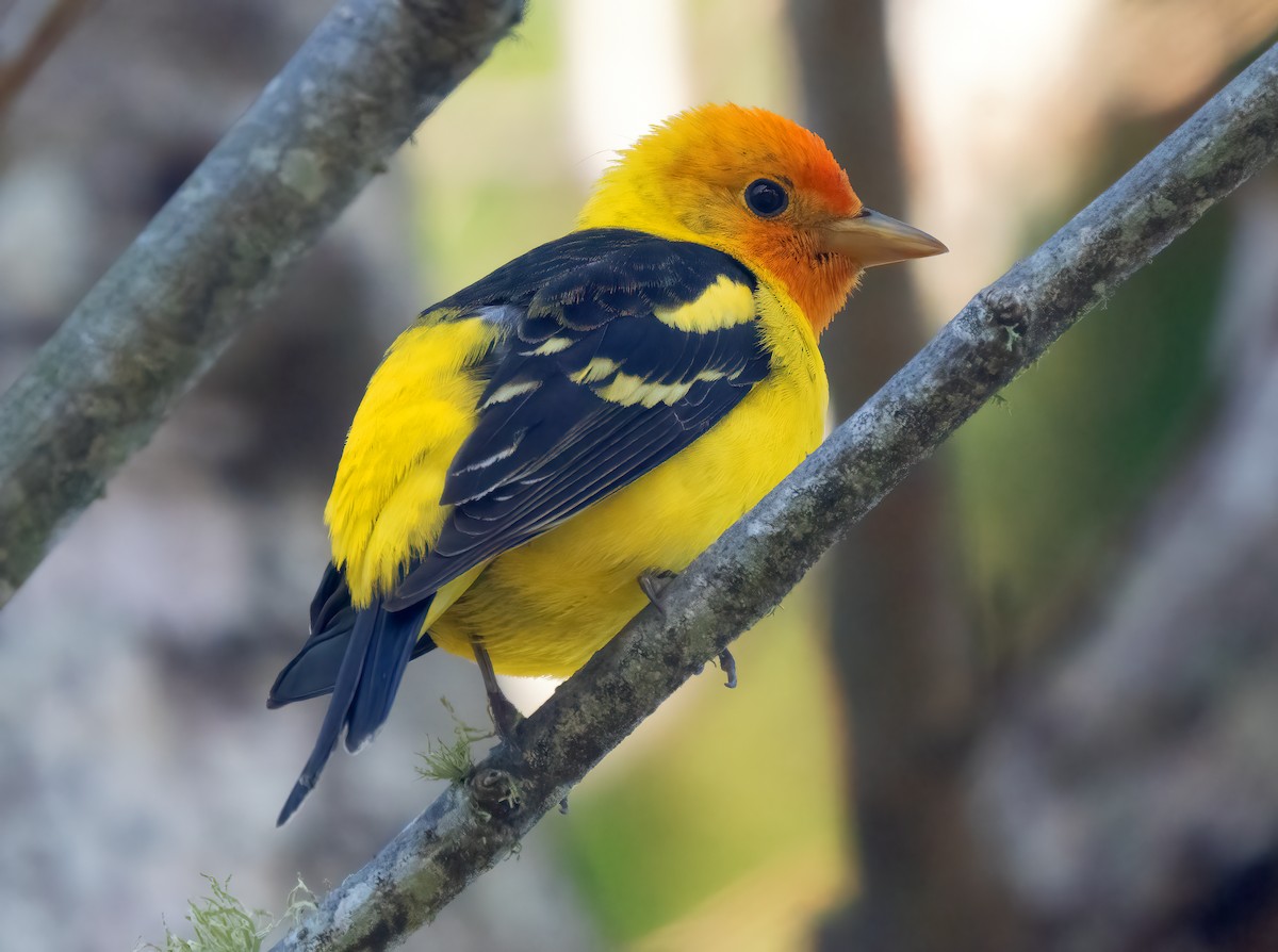 Western Tanager - ML618337347