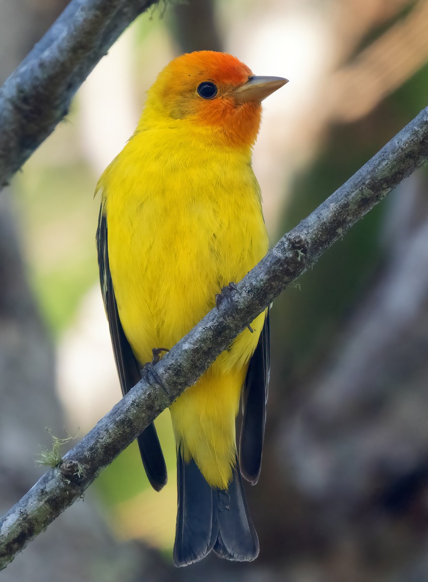 Western Tanager - ML618337348