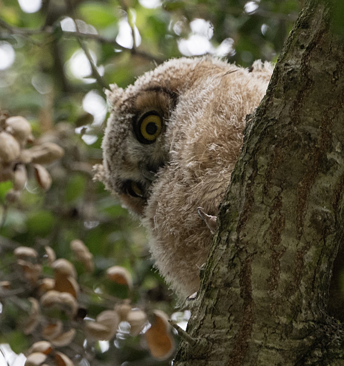 Great Horned Owl - ML618337382