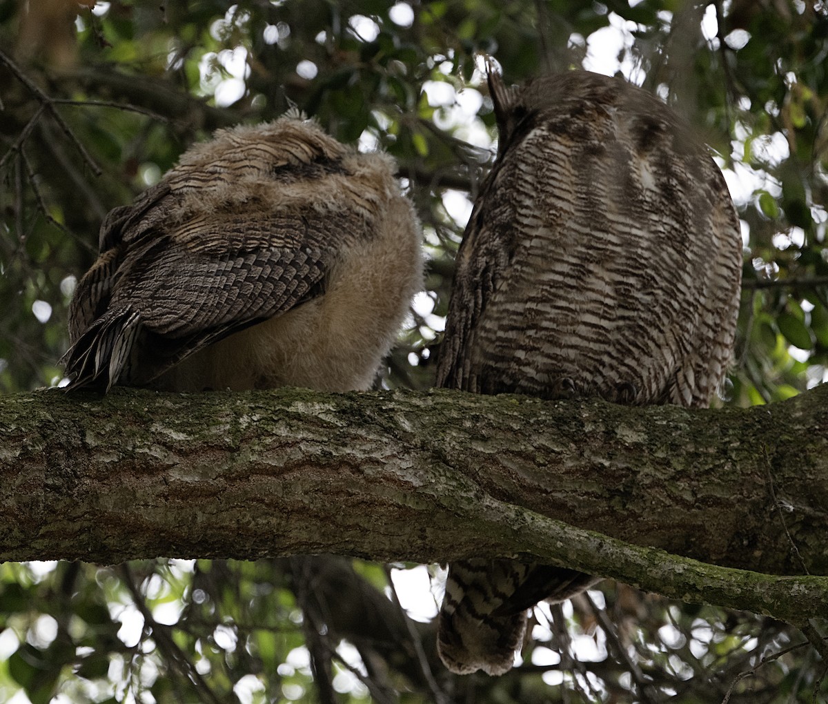 Great Horned Owl - ML618337386