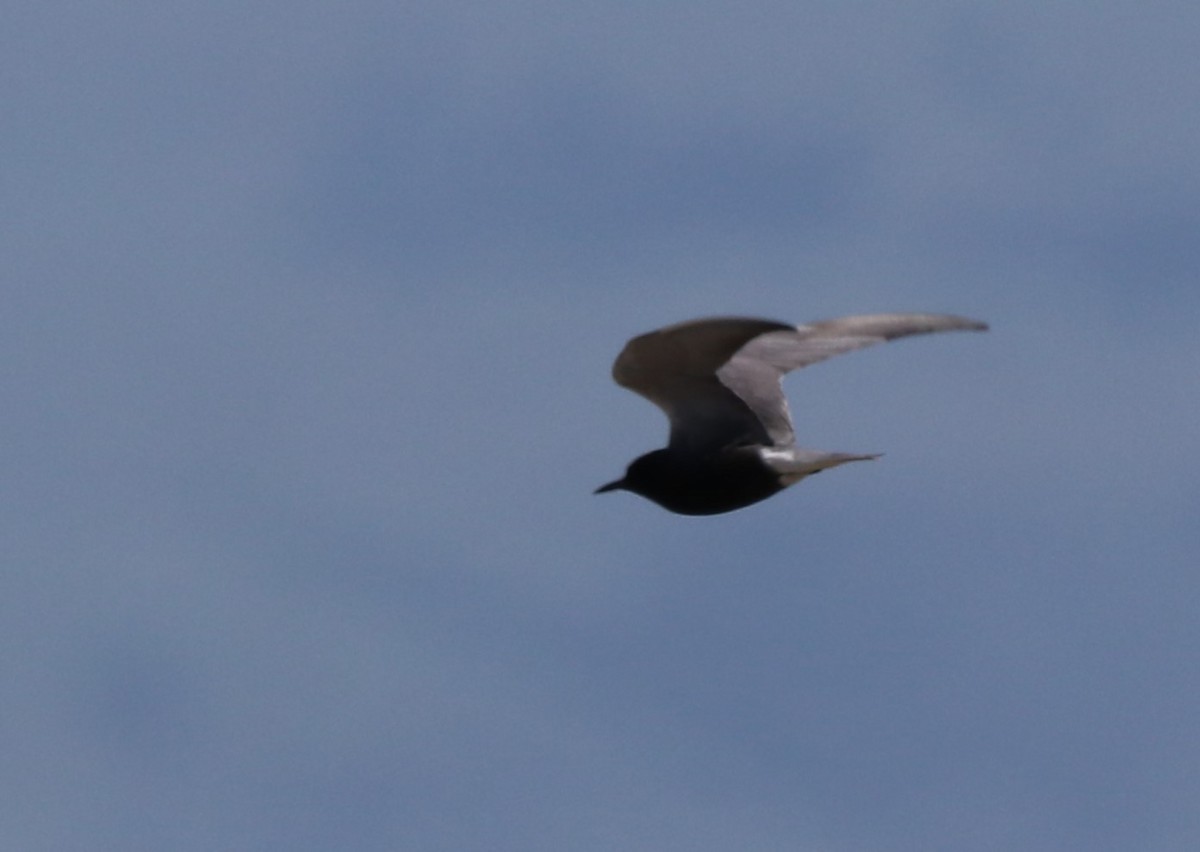 Black Tern - Chris Overington