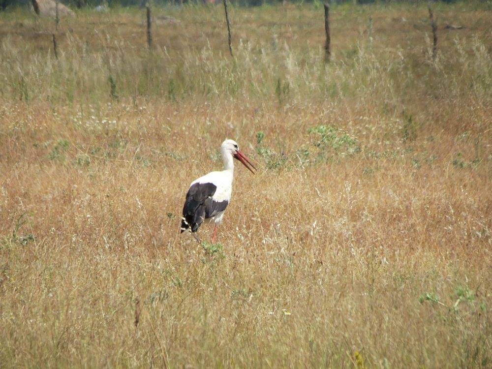 White Stork - ML618337424