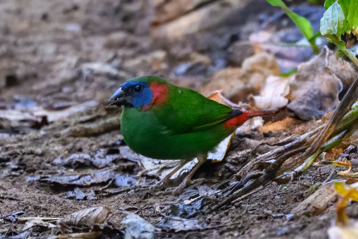 Red-eared Parrotfinch - Alan Wilkinson