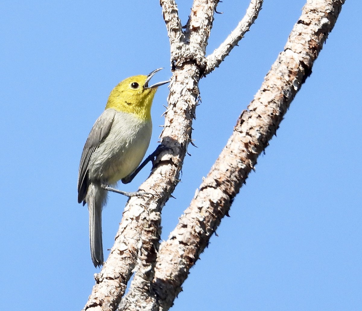 Yellow-headed Warbler - Susan Fleck