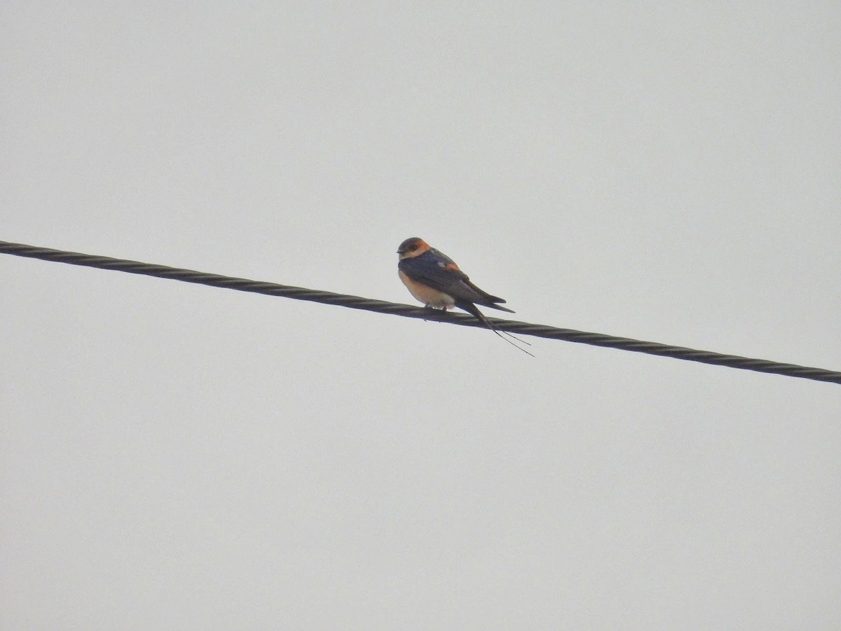 Red-rumped Swallow - ML618337460
