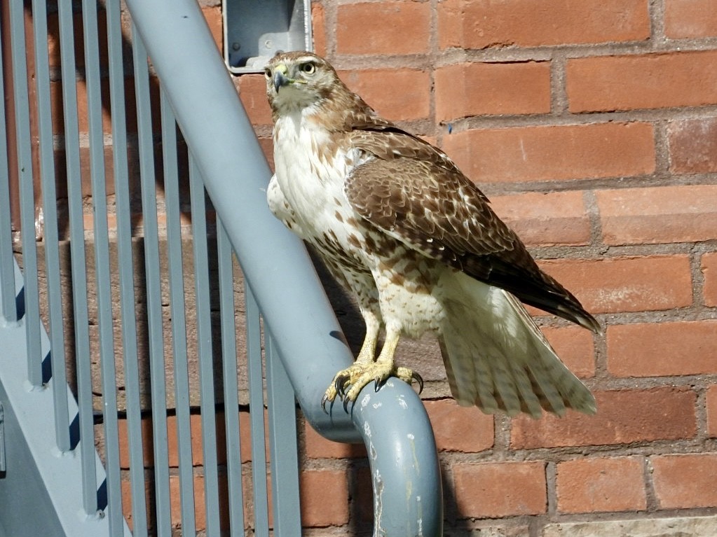 Red-tailed Hawk - ML618337464