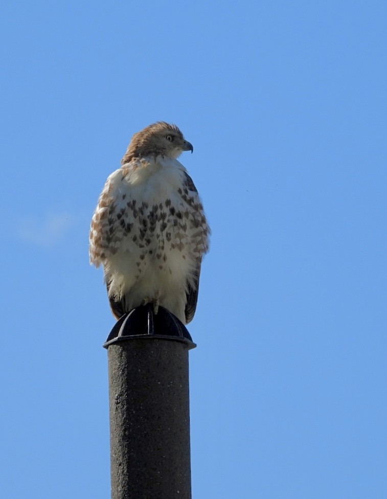 Red-tailed Hawk - ML618337467