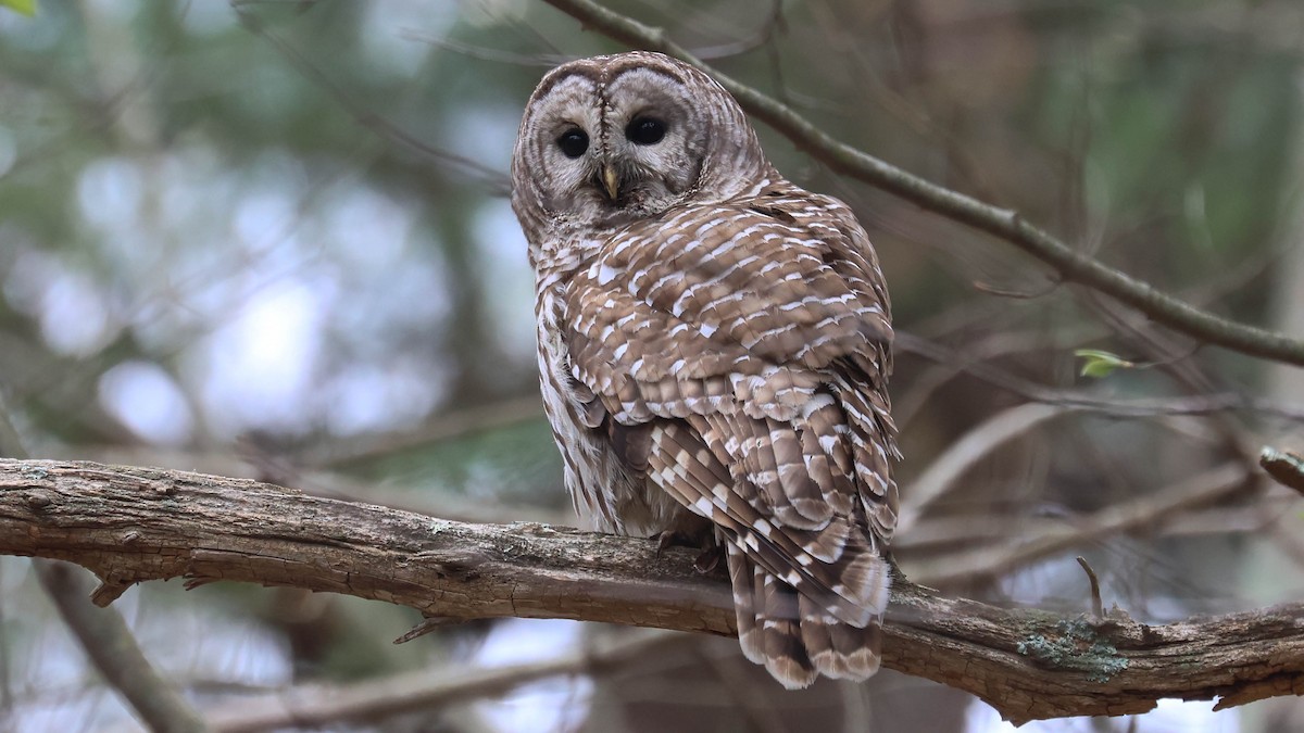 Barred Owl - ML618337470