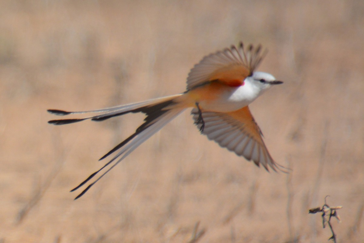 Scissor-tailed Flycatcher - ML618337479