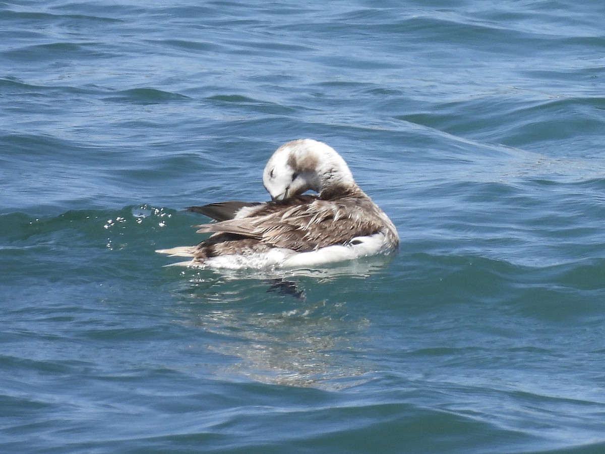 Long-tailed Duck - ML618337485