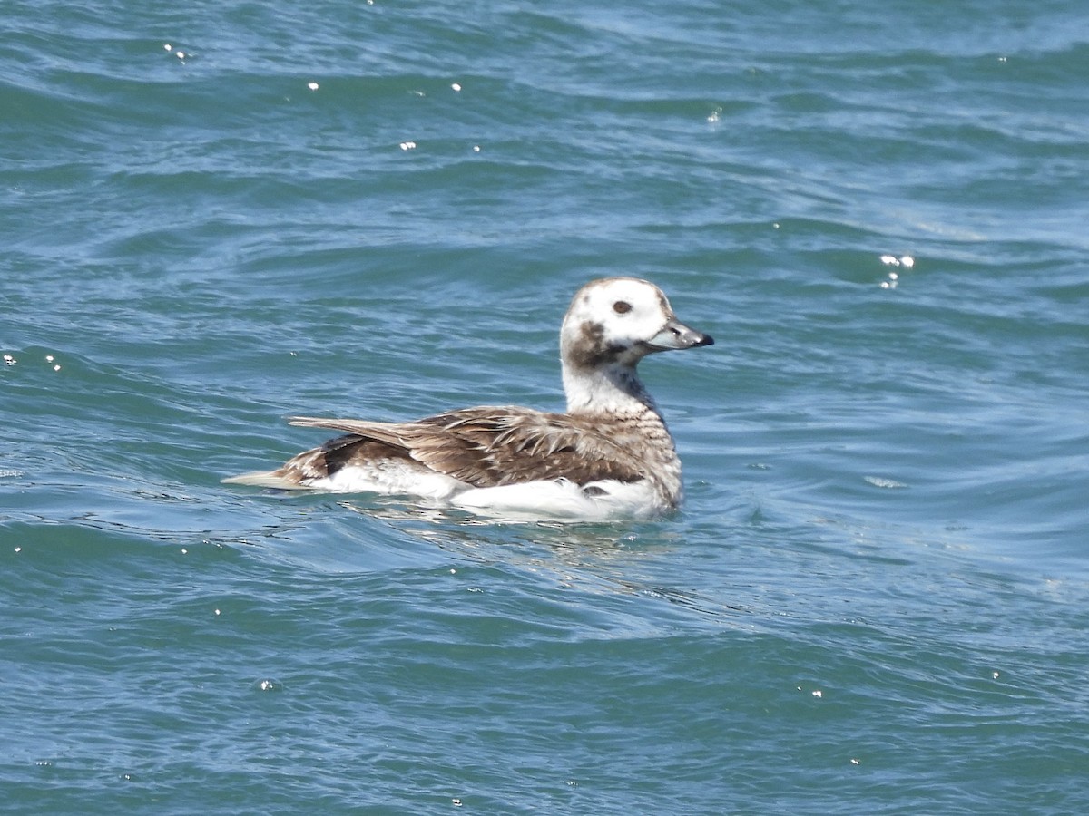 Long-tailed Duck - ML618337486