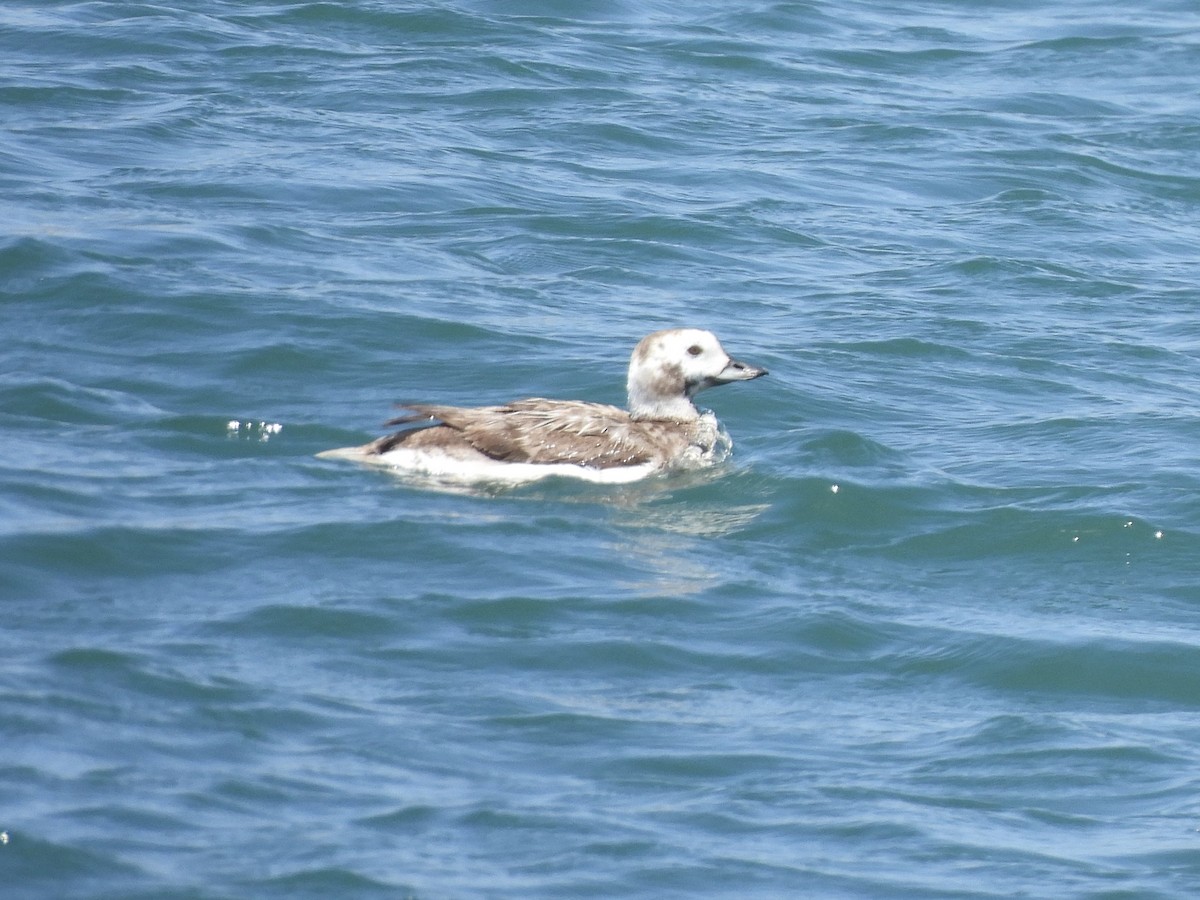 Long-tailed Duck - ML618337487