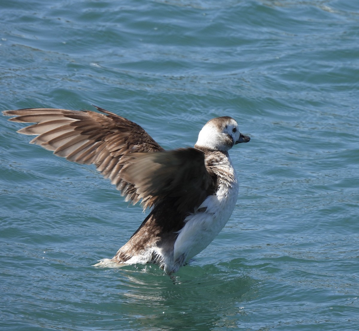 Long-tailed Duck - ML618337489