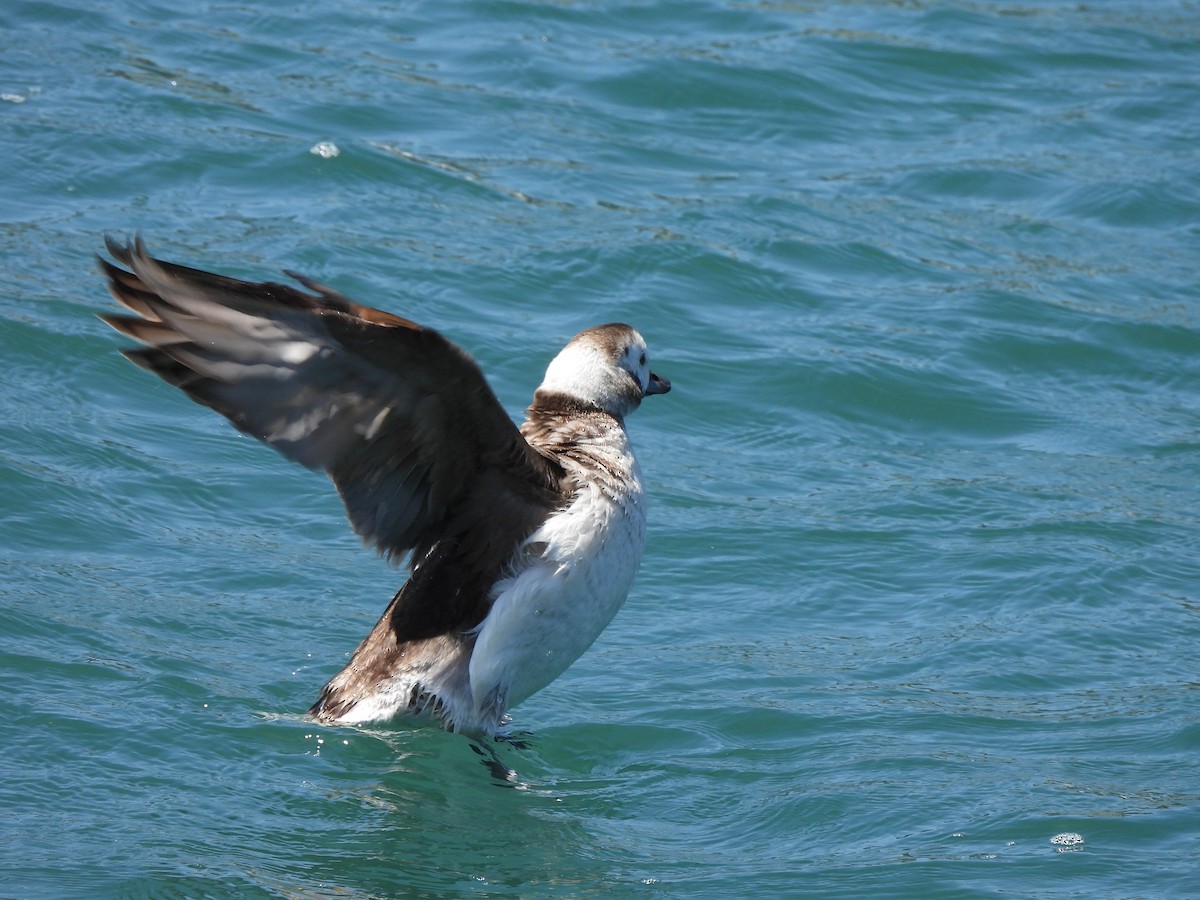 Long-tailed Duck - ML618337490
