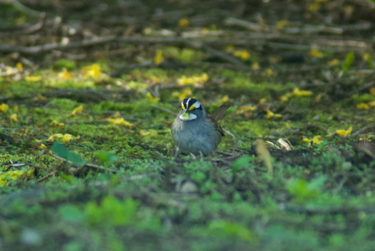 White-throated Sparrow - ML618337515