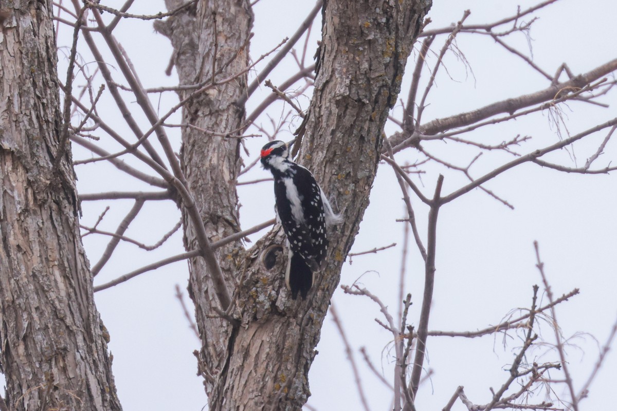 Hairy Woodpecker (Eastern) - ML618337520