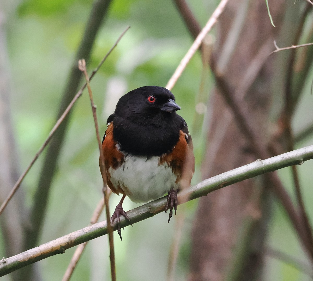 Spotted Towhee - ML618337567