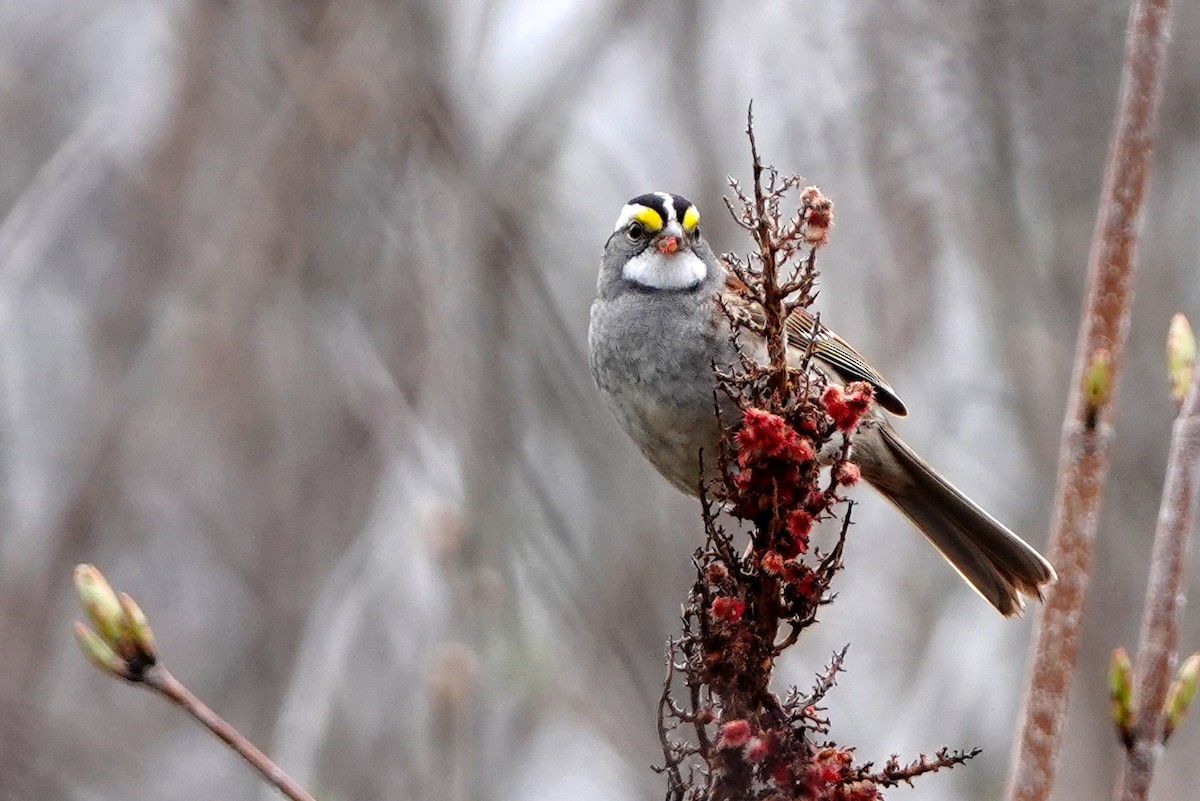 White-throated Sparrow - ML618337582