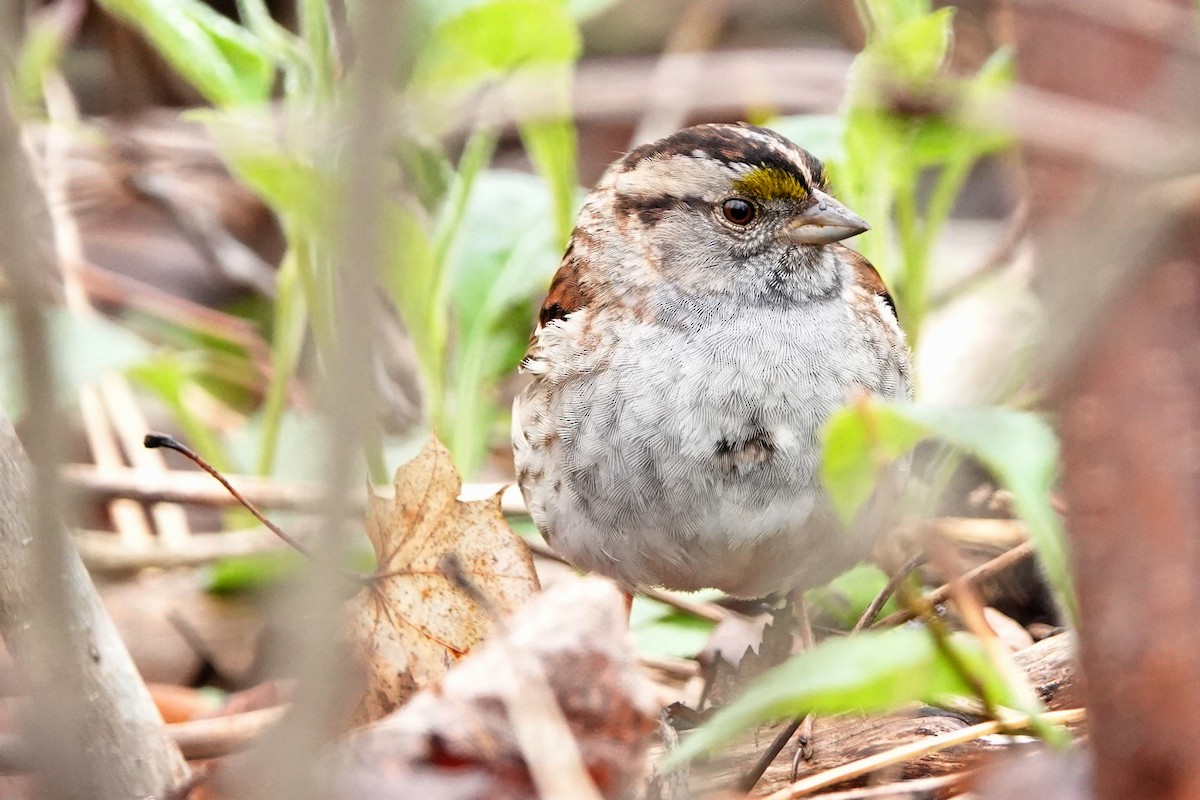 White-throated Sparrow - ML618337589