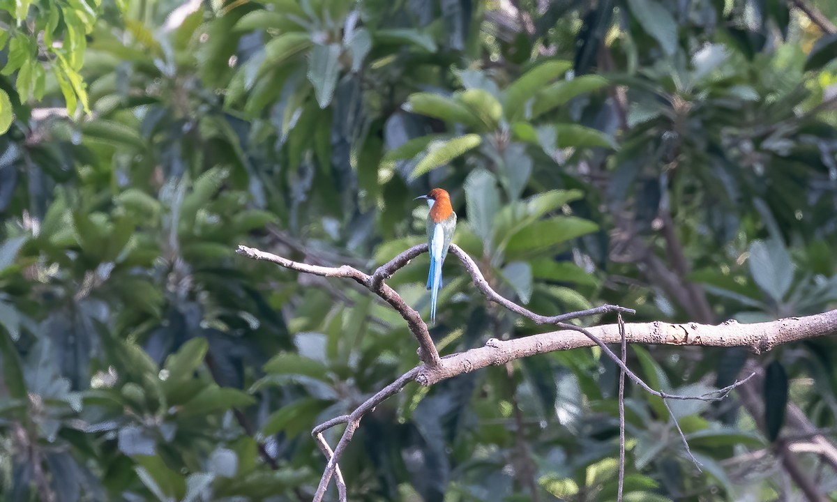 Rufous-crowned Bee-eater - ML618337598