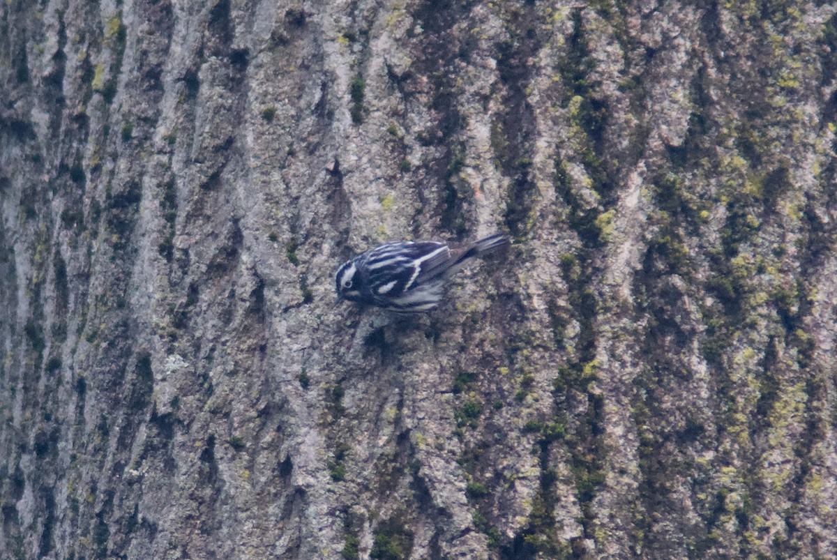 Black-and-white Warbler - ML618337645