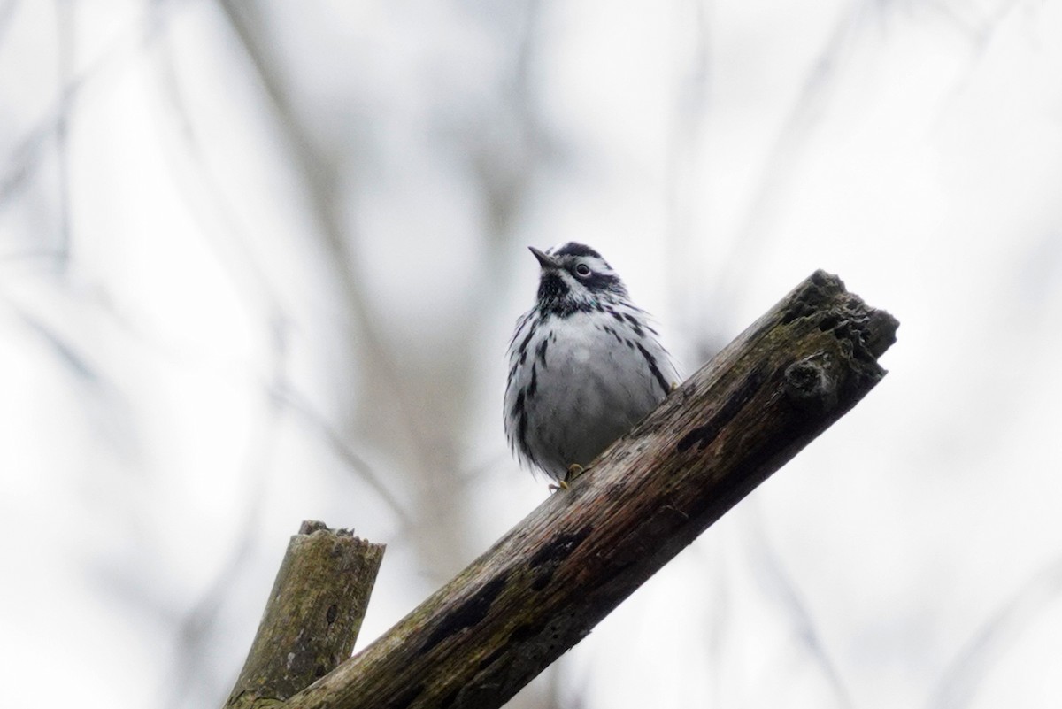 Black-and-white Warbler - ML618337655