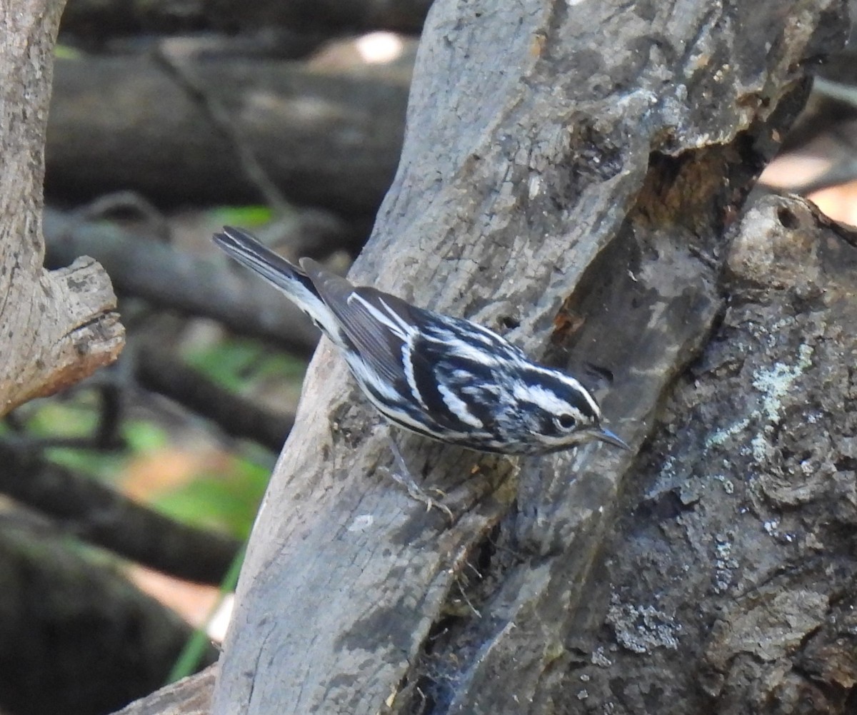 Black-and-white Warbler - ML618337688