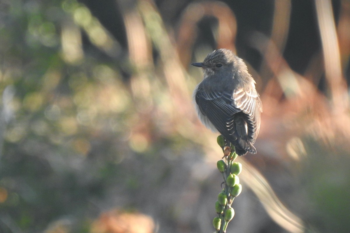Spotted Flycatcher (Spotted) - ML618337699