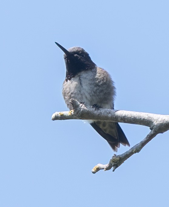 Black-chinned Hummingbird - ML618337716