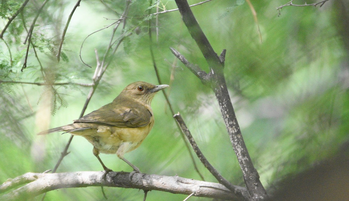 Clay-colored Thrush - Ty Allen