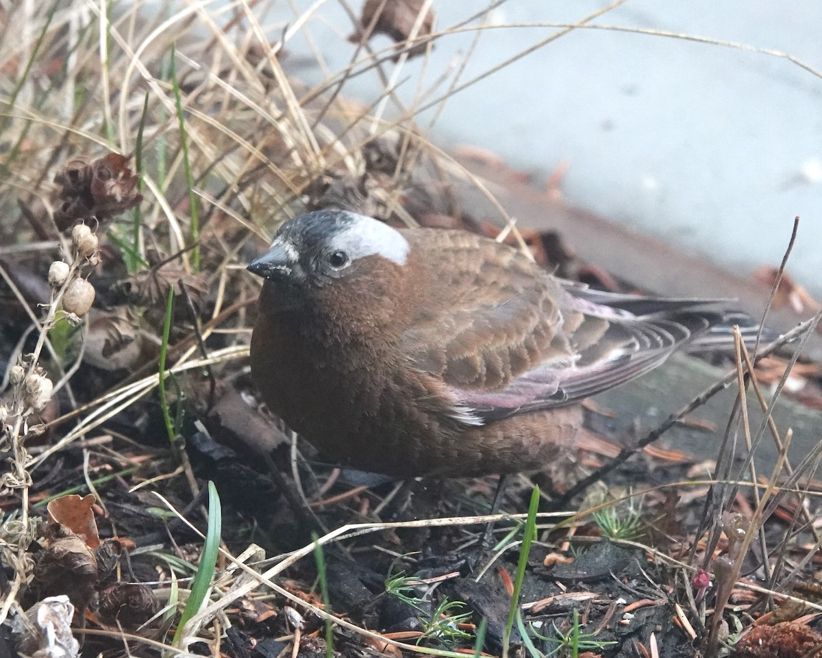 Gray-crowned Rosy-Finch (Gray-crowned) - ML618337735